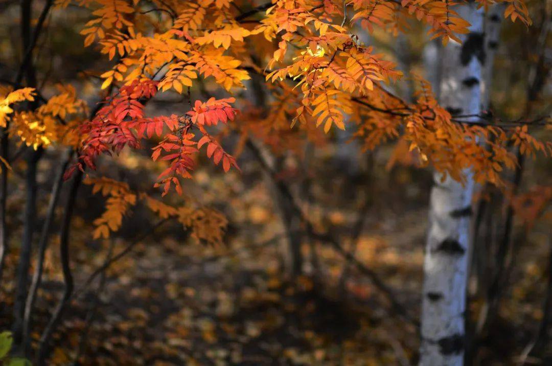 这几个年轻人这次翻唱了查干扎木的母亲别有味道