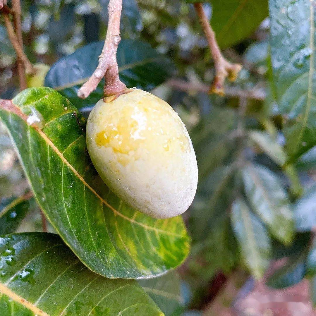 记者走进位于江南镇魁岐村鹅脖岭的华云生态农庄,漫山橄榄皆已成熟