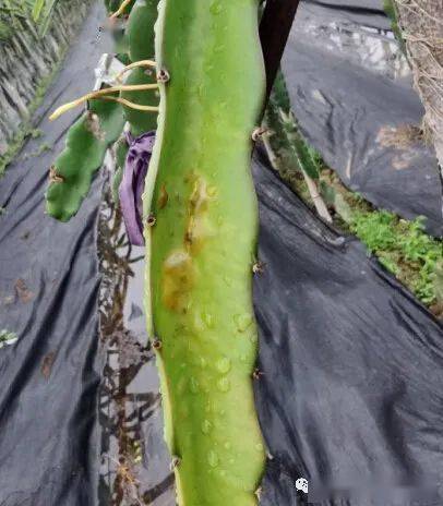 教你几招预防火龙果冻害