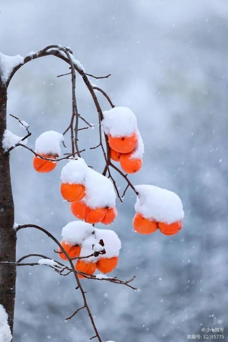 雪落寺河好景色