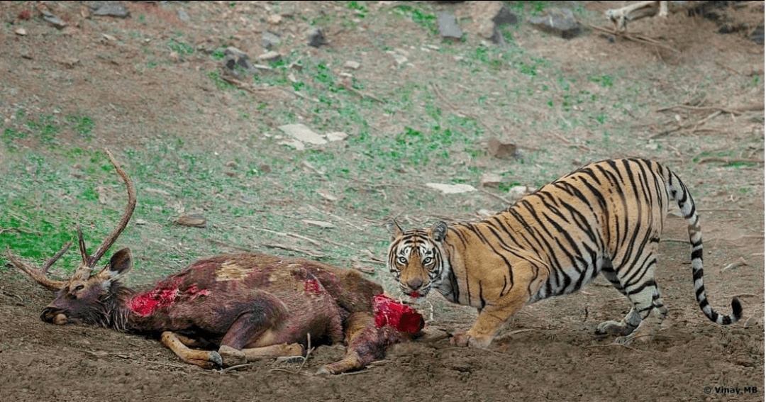 1175期 :①树上的猛禽扔下一只无头鸟②长得真可爱③一只漂泊的鹦鹉螺