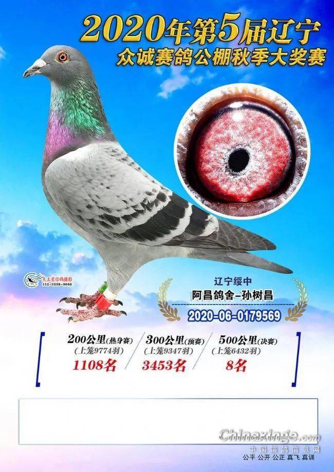 正在直播:遼寧眾誠公棚獲獎鴿同步拍賣