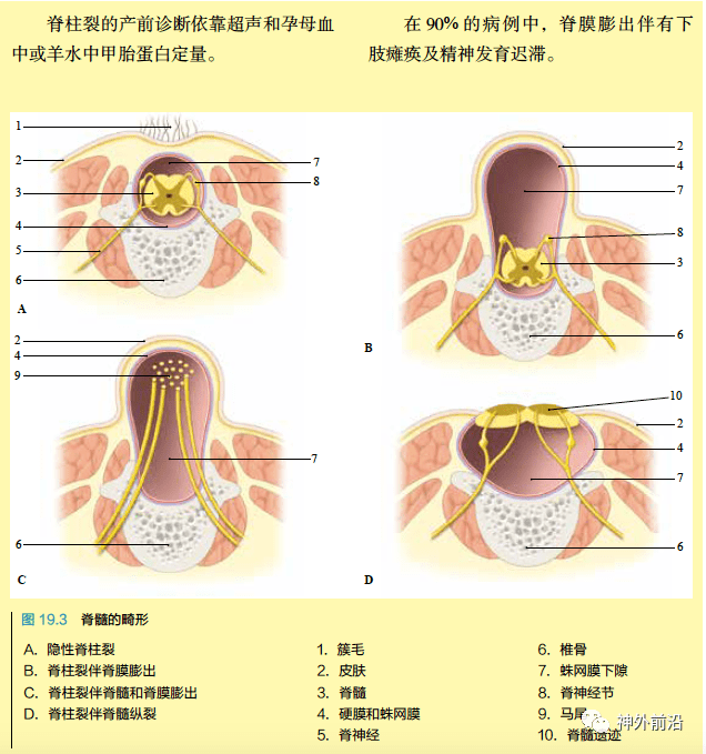 解剖連載脊髓的發育與概述