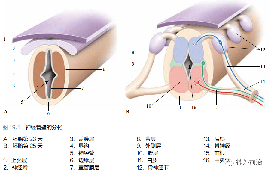 室管膜位置图片