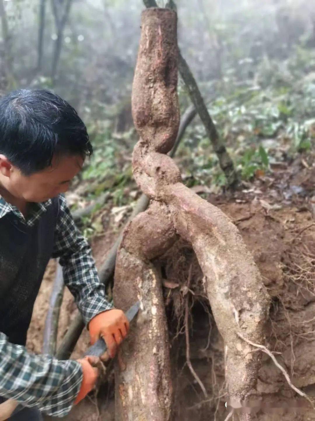东安一村民深山里挖出野生葛根王重约200斤已生长有300多年