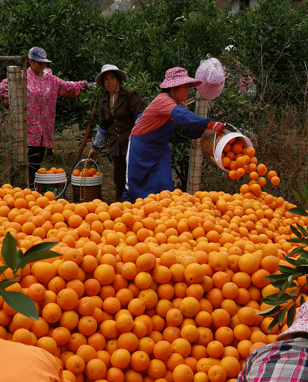 德保:红肉脐橙在都安乡巴荷村陇络屯,距离省道2公里.