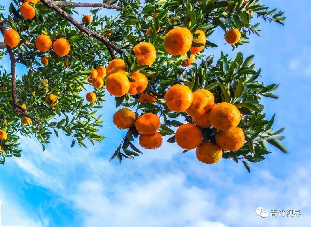 永春:这丰收的场面和壮观的芦柑园.