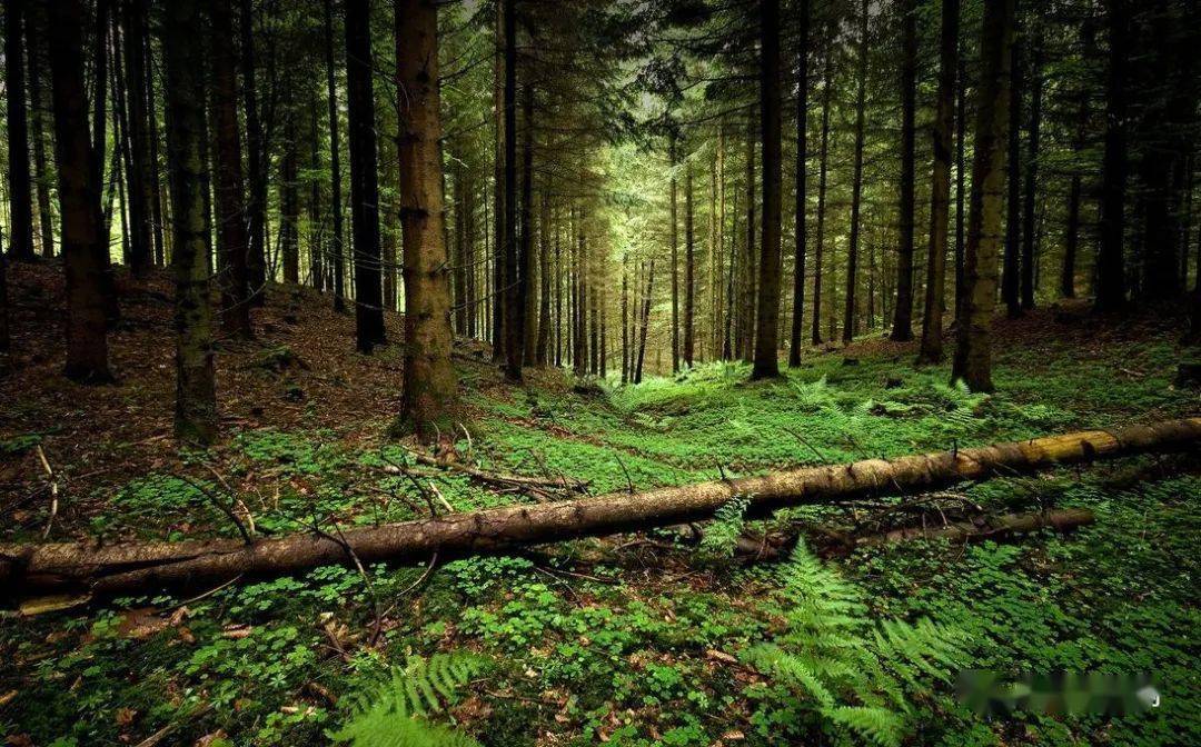 俄罗斯通过将林区用于渔业问题的法案