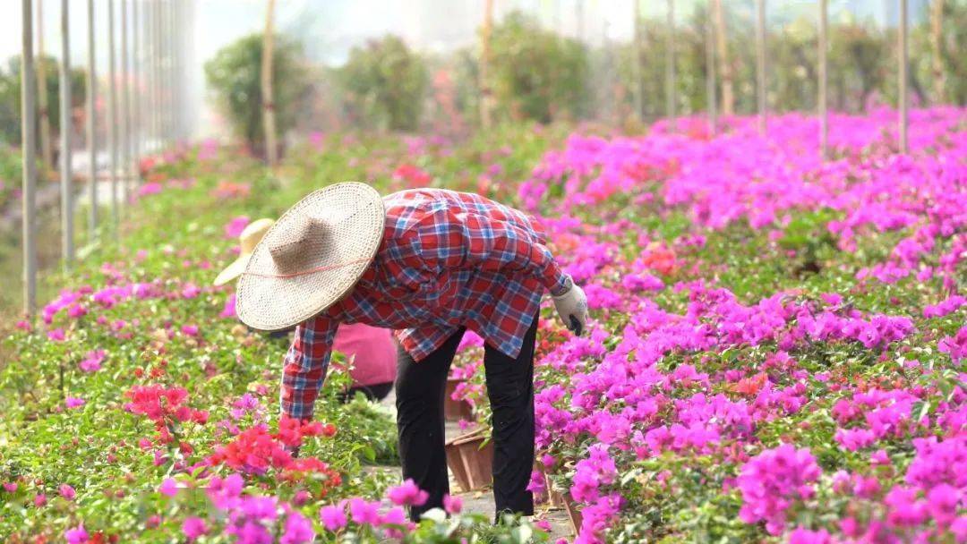 江谷的三角梅开了!好看得有点过分!_种植