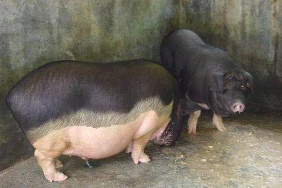 猪品种介绍蓝塘猪