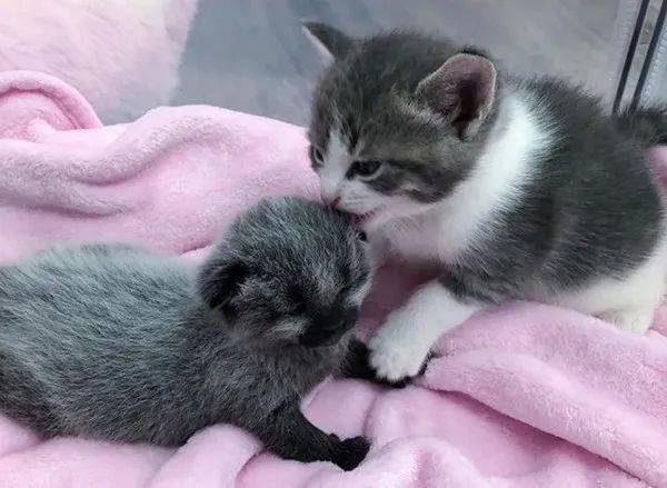 其中一只猫姐姐茉莉特别喜欢珍妮.