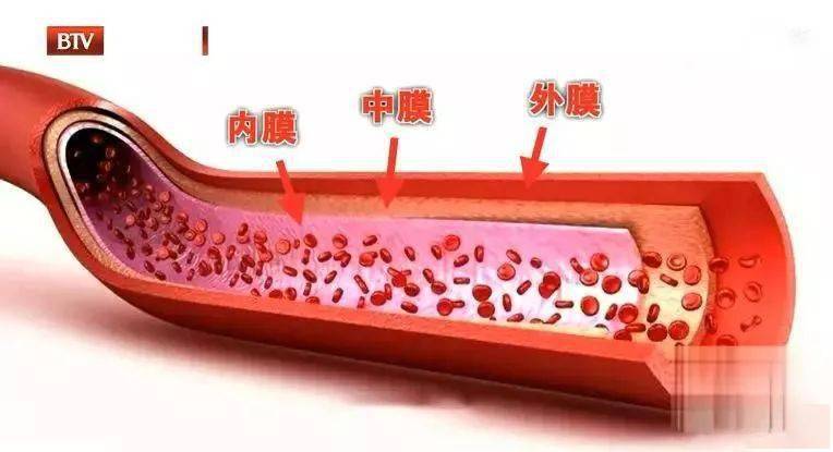 血管三层结构图片