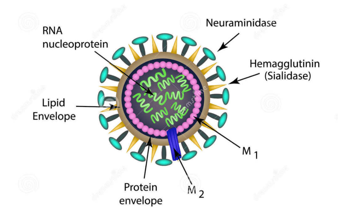 hiv疫苗新理念| 回输编程b细胞产生广谱中和抗体_病毒