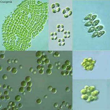 这些可以用来当饵料的藻类你都知道吗?