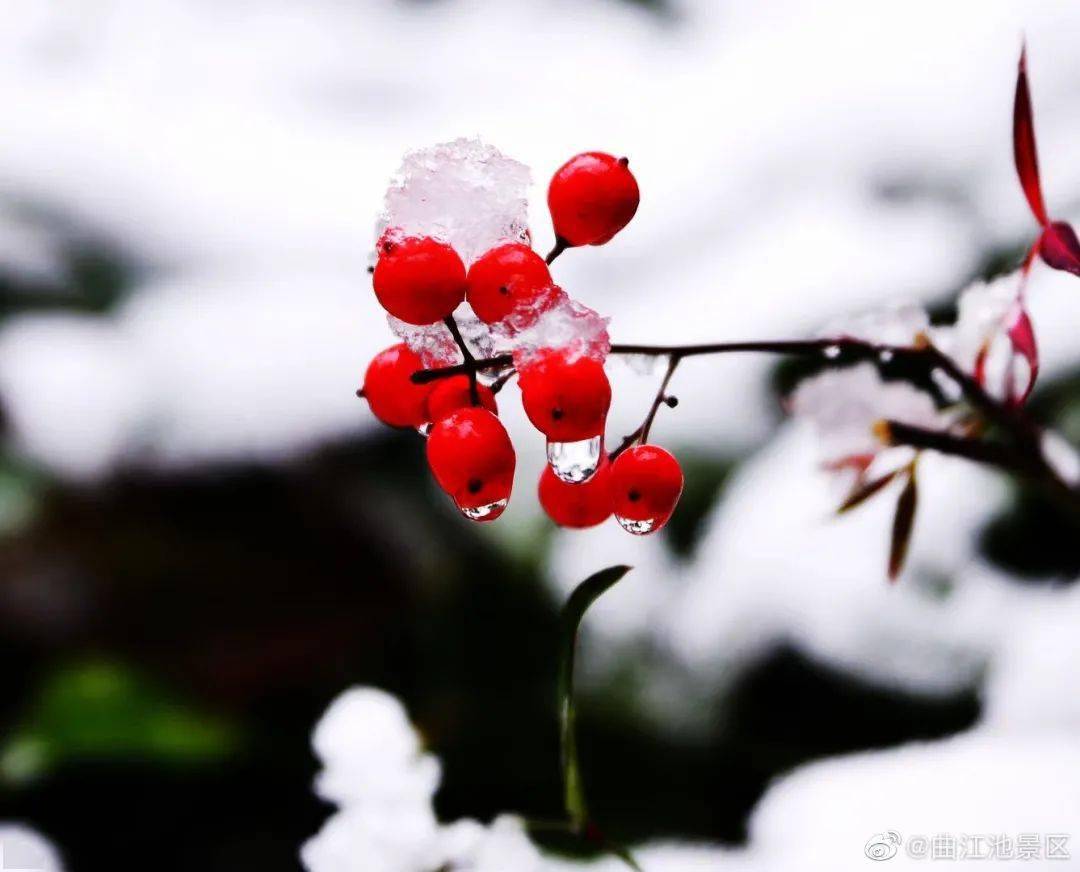 西安初雪已到货,今天你赏雪了吗?