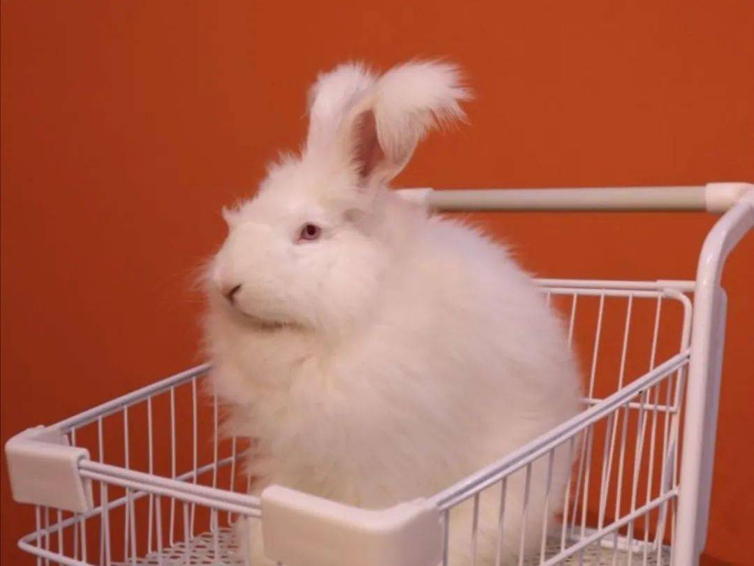 鸭鸭的性格非常温顺,无论是撸毛还是摆拍,都非常配合.