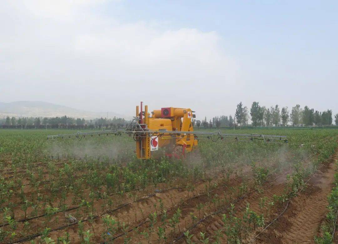 新建果园中防风林的使用