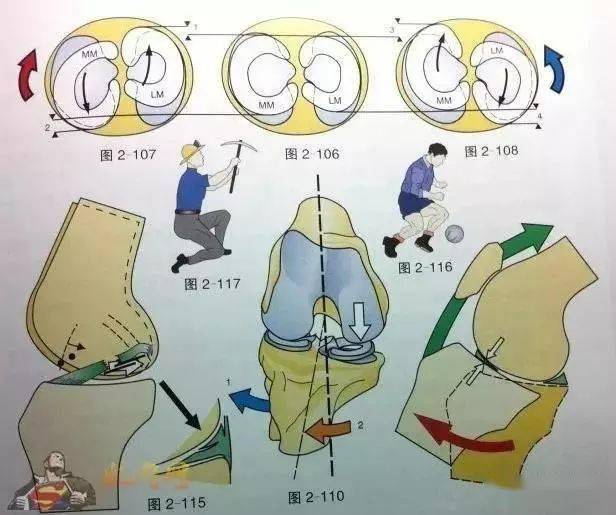 你要的半月板相關知識全在這裡