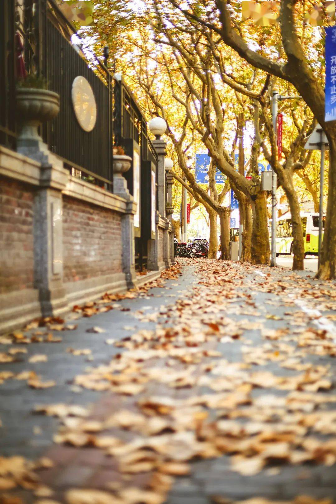 去不了京都看枫叶但上海的落叶已经迎来了高光时刻