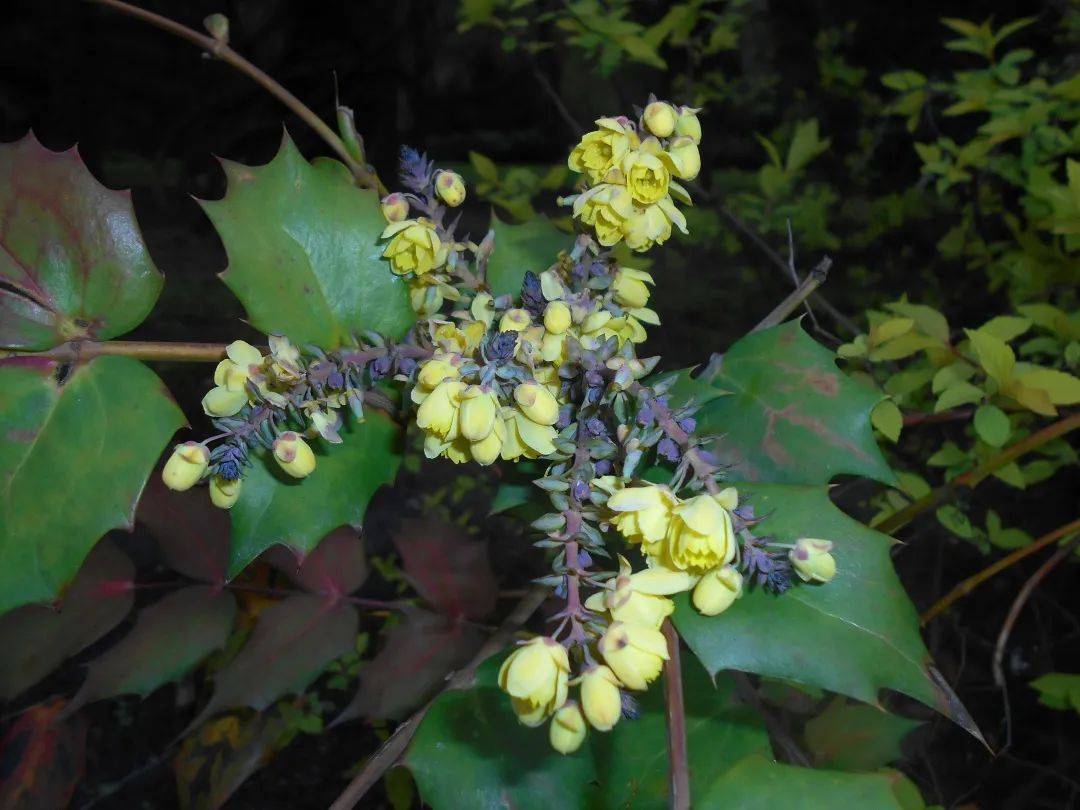 路边小蓝果分三类:能吃好吃,能吃不好吃,不能吃不好吃_功劳