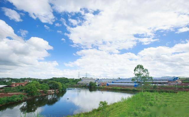 咕咕咕小小肉鸽成就大产业来看看兴宁龙田镇的致富经