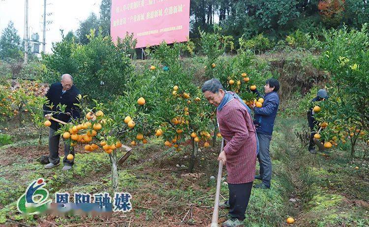 双胜镇万林村村民正在对大棚芦笋进行冬季除草.