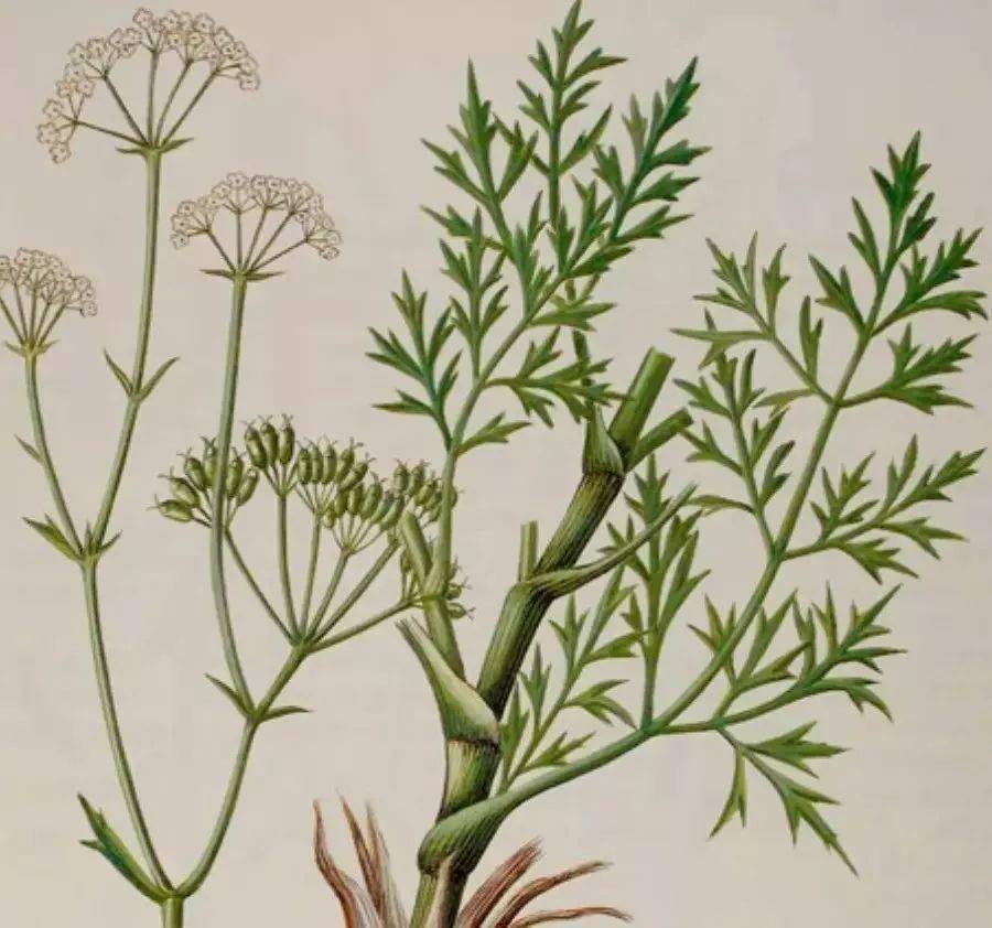 可放大:lizhan提供文风,屏风,回风,北风,风肉,关防风,东防风,口防风