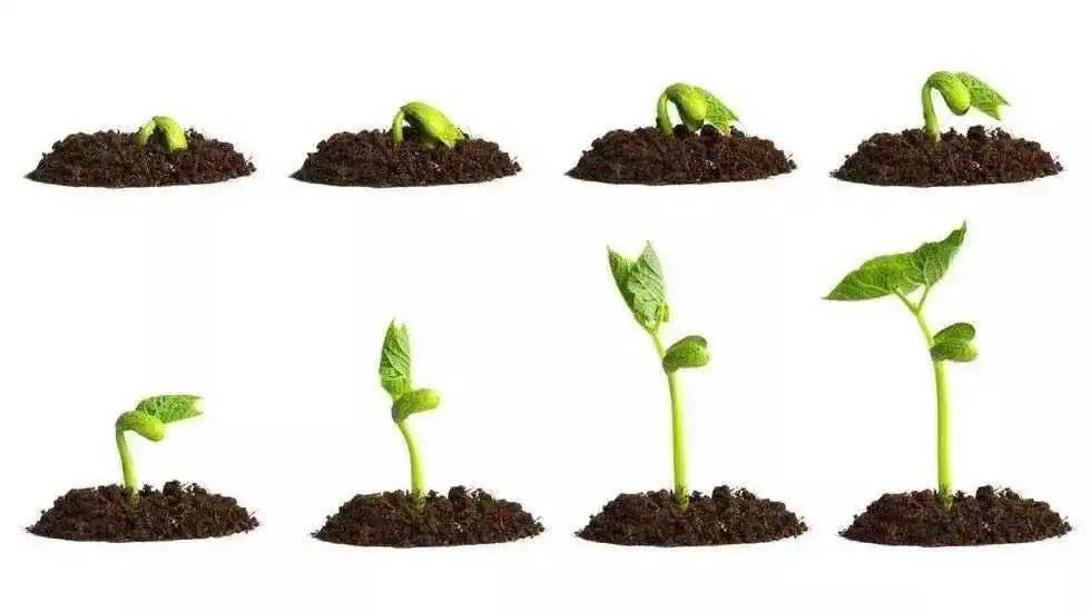 一场雨过后,在阳光的照射下在森林界中破土而生——种子发芽课程详情4