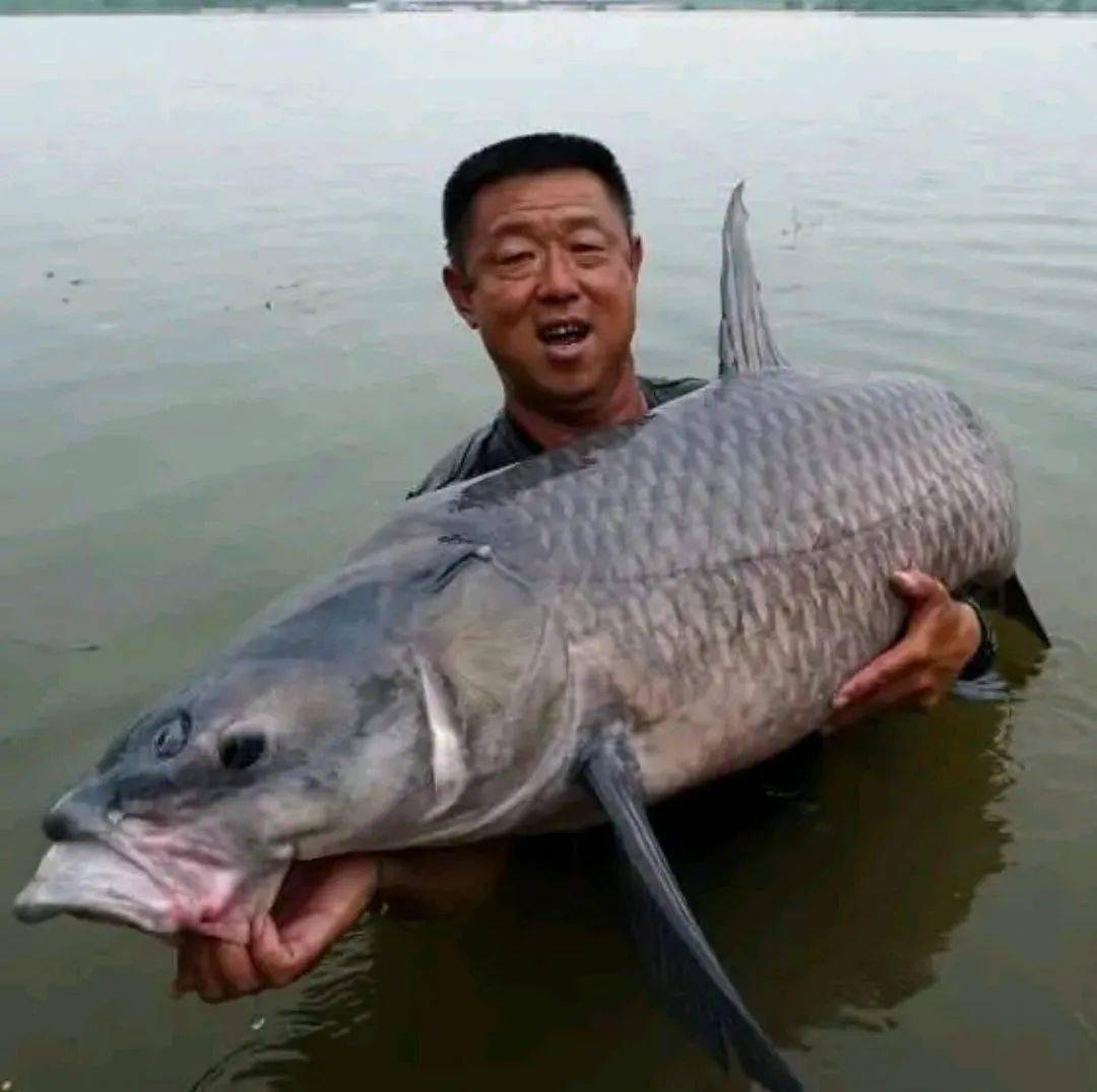 东江2条百斤青鱼王被人钓上岸,却遭到网友质疑假钓鱼!