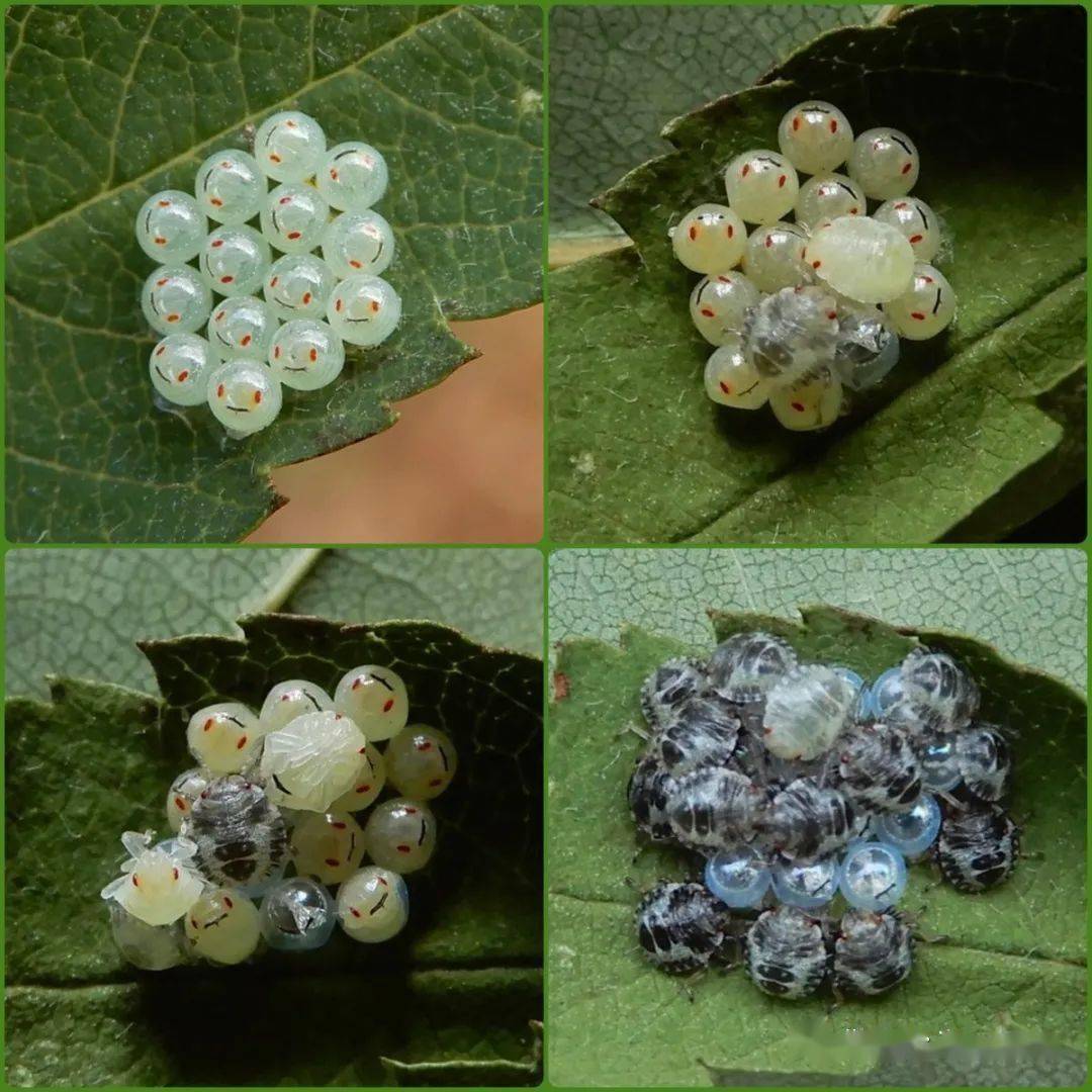 你知道吗这个笑脸表情远在人类出现之前就存在了