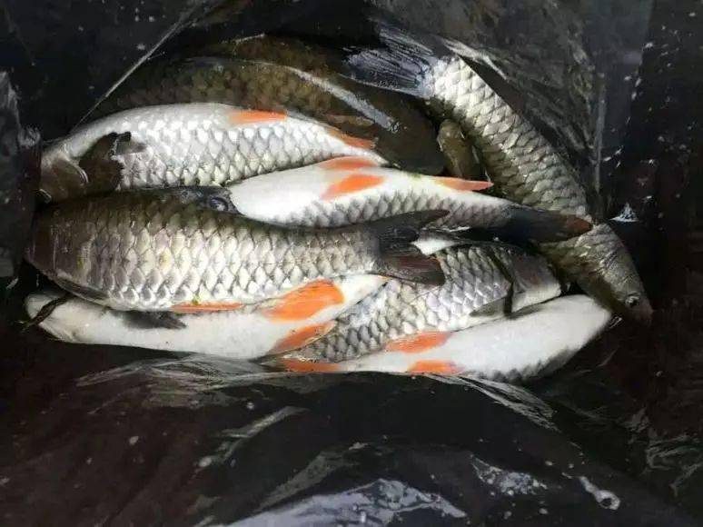 这种粗鳞鱼做汤很鲜如果能钓到说明当地水质特别好