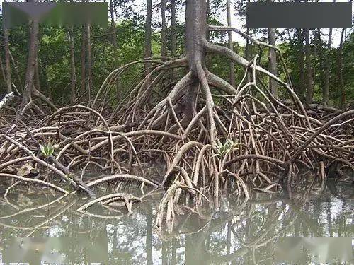 林场探秘再次来袭!“小植物学家”们快来探索气生根之谜!-搜狐大视野-搜狐新闻