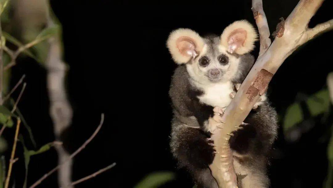 在生态地理学上,大袋鼯属的动物并不具有广泛分布性,仅仅在澳大利亚