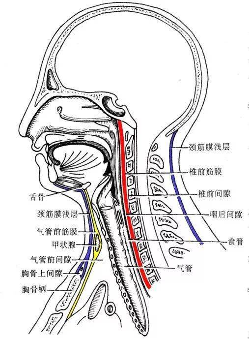 脖子两侧结构图片