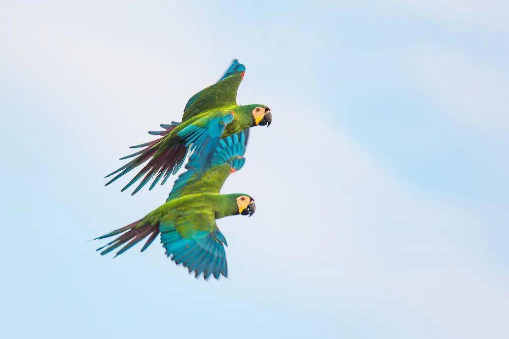 物种图册栗额金刚鹦鹉