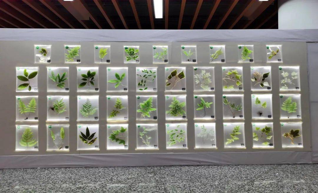 植物标本展区开展时间:8:30-19:30(周末不休息)地点:南校区图书馆二楼