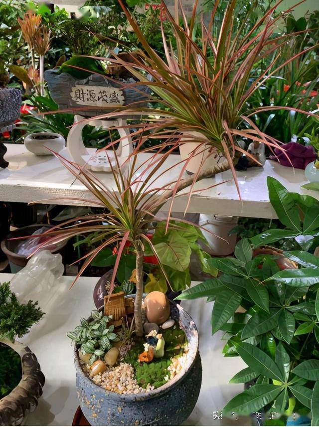 七彩铁原名红边竹蕉,又名三色龙血树, 千年木 ,彩虹铁等,它是一种