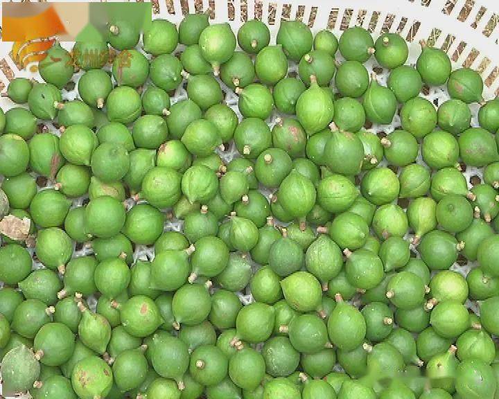 一棵坚果树变身绿色银行