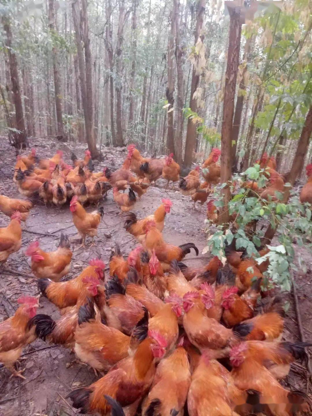 紅薯的幾種科學飼餵雞鴨新技術,可以大量運用降低飼料成本顯著_手機