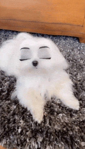 当你用迪士尼滤镜拍狗狗,却不小心翻了车.哈哈哈哈哈哈哈哈哈哈哈!