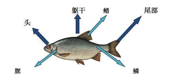鱼的结构示意图 身体图片