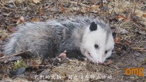 世界上最会装死的动物负鼠假死时极其吓人死状会吓跑追捕者
