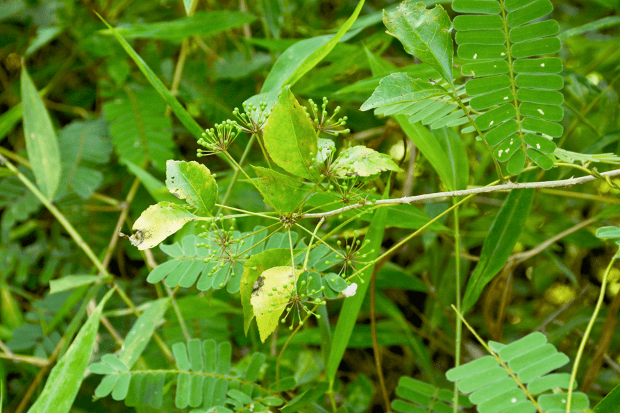 涨姿势了原来簕菜还有果实有多少恩平人知道