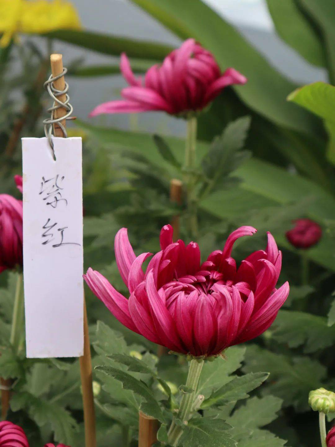 鹏城金秋邀您一起赏花