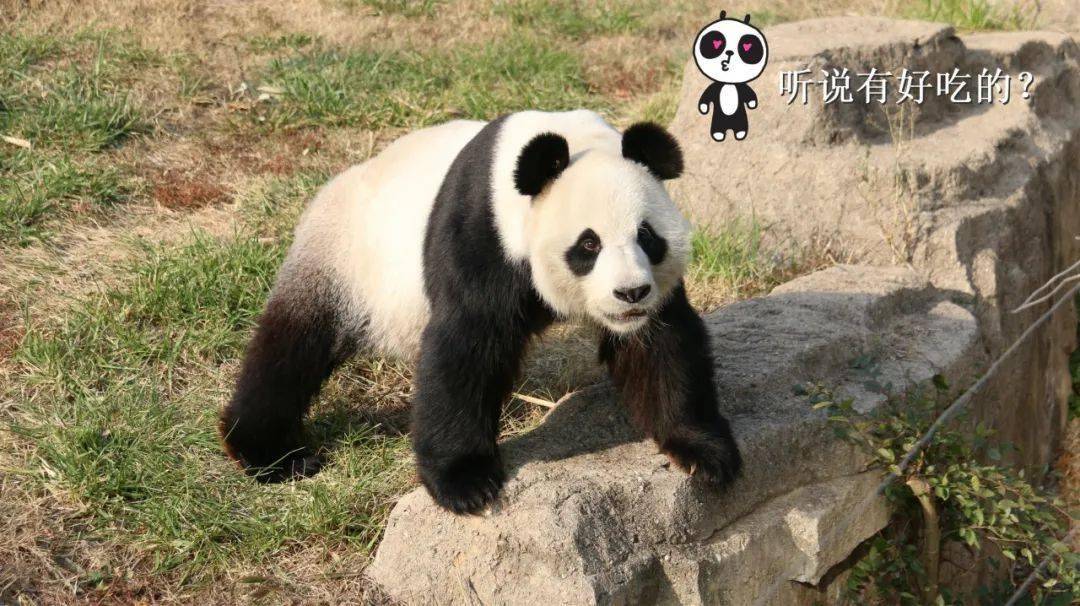 大熊猫生活区上空传来饲养员的声音,话音刚落,英俊的宁宁便扭着小