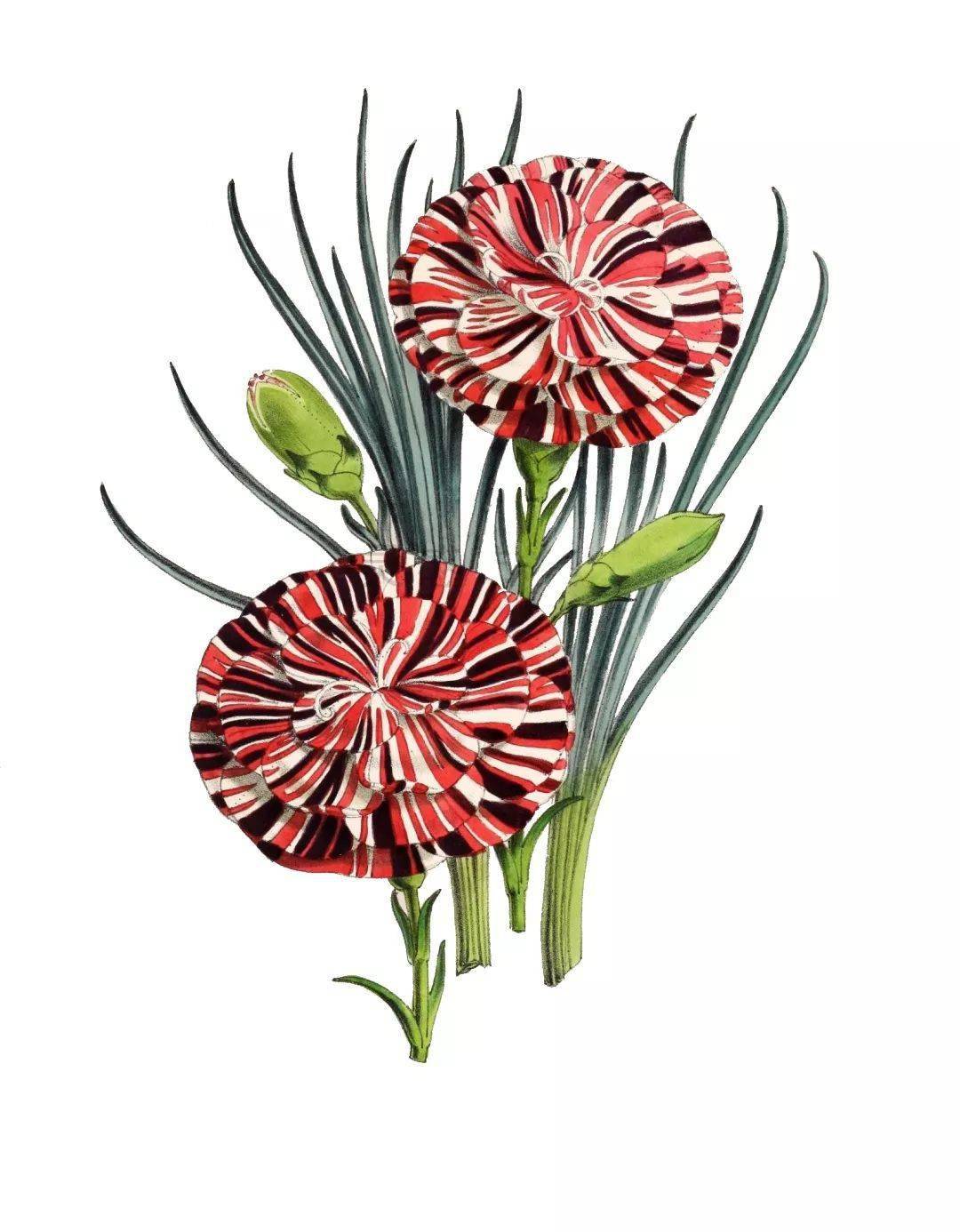 你要的拼贴风植物素材都在这里内附57组拼贴植物