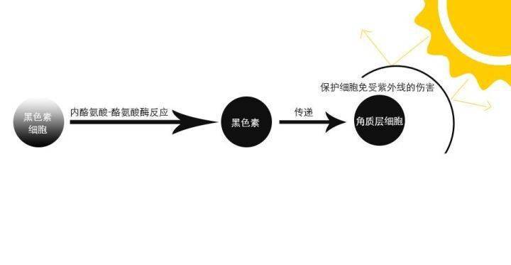 黑色素细胞通过色体(未成熟的黑色素)内酪氨酸-酪氨酸酶反应形成的