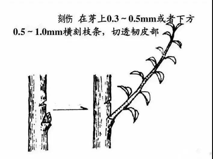 因此,要想在树冠的某一部位补充枝条时,可行芽上刻伤;而要想缓和某一