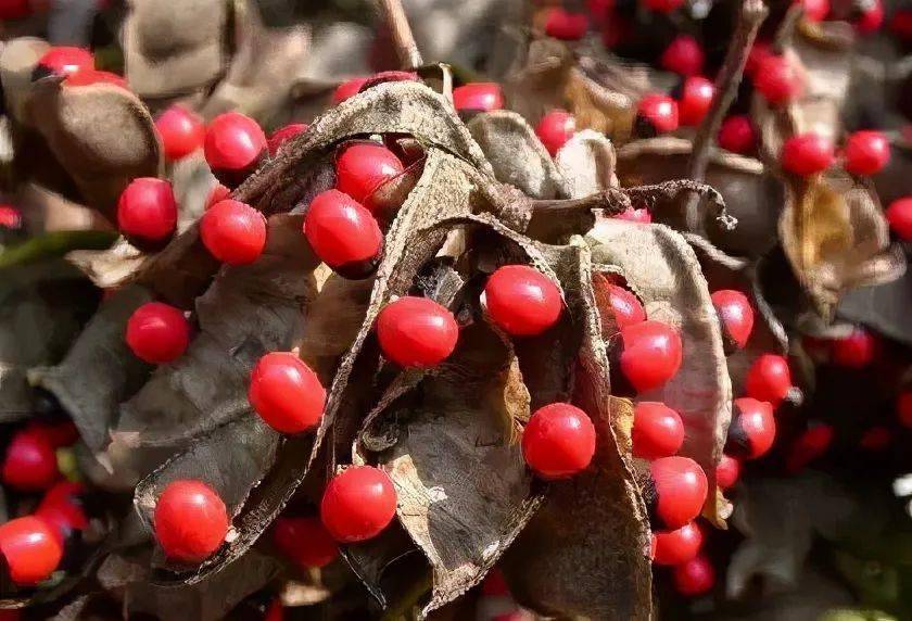 科普最近浙江多了不少红红的小豆豆可可爱爱划重点不能吃