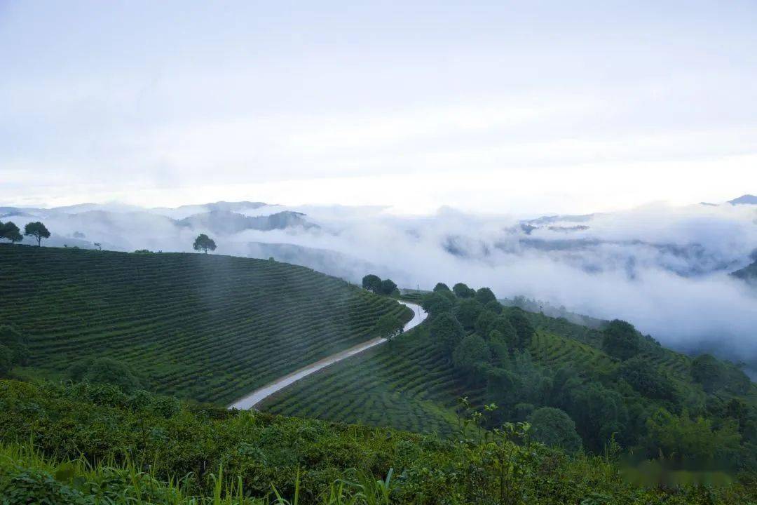 勐海茶61勐海味是个什么味到最地道的三条考察路线一探究竟